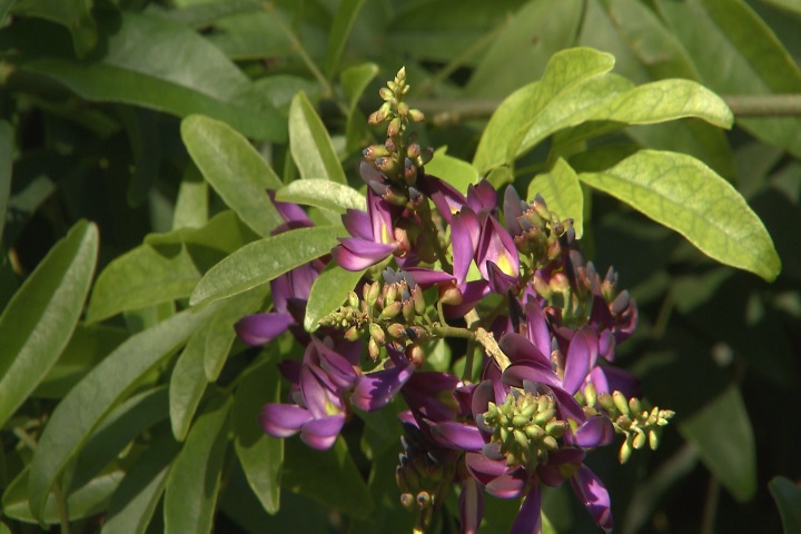 Fragrant evergreen wisteria adds graceful touch to outdoor spaces